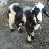 دو تا گوسفند نر|حیوانات مزرعه|گمیشان, |دیوار