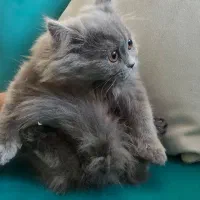 گربه اسکاتیش آنفولد|گربه|کرج, چهارصد دستگاه|دیوار