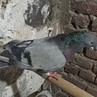 سبر نر سیاه ماده قدار