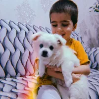 فروش سگ روباهی نر|سگ|سهند, |دیوار