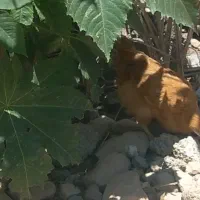 جوجه 3 ماهه