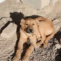توله نر سگ
