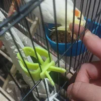 دوعدد عرروس هلندی سخنگو و آواز خوان اهلی اهلی