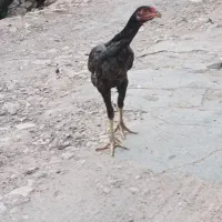 فروش دست جمعی مرغ و خروس لاری