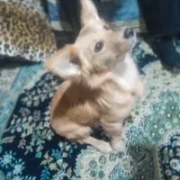 سگ گمشده|حیوانات|بندر گز, |دیوار