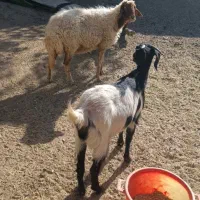 گوسفند وبزغاله