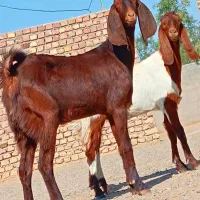 دوتا کهره مری جمل زا|حیوانات مزرعه|زابل, |دیوار