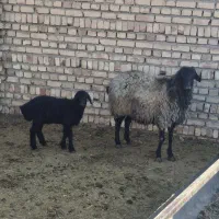 حیوانات مزرعه