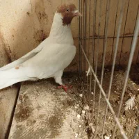 کبوتر اصیل پرشی