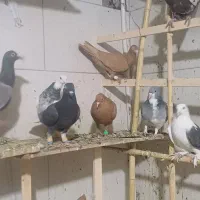 کبوتر پرنده|پرنده|الوند, |دیوار