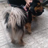 واگذاری سگ خونگی