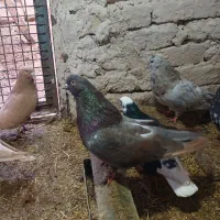 کبوتر زینتی