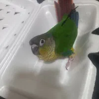 پرنده گرینچیک