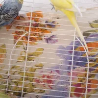 مرغ‌عشق|پرنده|جم, |دیوار