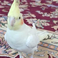 عروس هلندی فروشی|پرنده|سمیرم, |دیوار