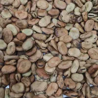 باقلا ارغوان