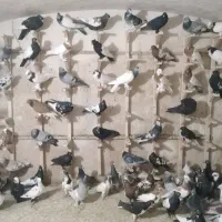 فروش دسته کفتری|پرنده|شیراز, زند|دیوار