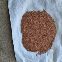 گندم  آبی رقم آدورا