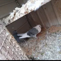 کفتر|پرنده|گرمسار, |دیوار