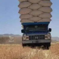 کاه سفید درجه یک