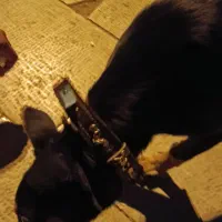 گمشده سگ دوبرمن دورگه مژدگانی