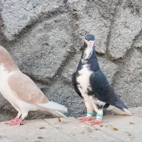 کبوترخوشرنگ|پرنده|زیباشهر, |دیوار