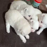 توله سگ های پامر