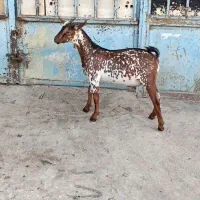 خالص اصیل|حیوانات مزرعه|ساری, |دیوار