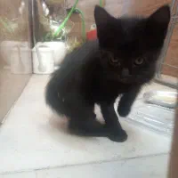 گربه|گربه|اسلامشهر, شهرک فرهنگیان|دیوار