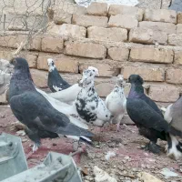 کبوتر|پرنده|شیراز, کرونی(خاتونک)|دیوار