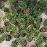 بوته گل رز صورتی به فقط ۵۵ تومن