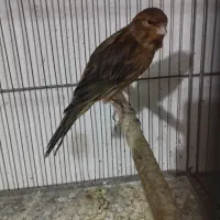 فروش ۳ تا قناری|پرنده|شاهرود, |دیوار