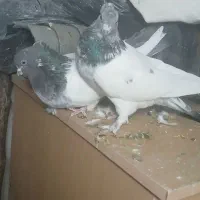 نروماده کلدم سبزکاکلی|پرنده|قم, نخودی|دیوار