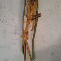 زین|اسب و تجهیزات اسب‌سواری|سبزوار, قصبه غربی|دیوار