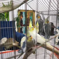 حراج عروس هلندی