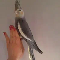 جوجه  سینامون  فول رام  دونه خور  سخنگو  عروسک