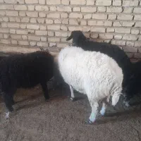 ۶تا بره ۴تا نر دوتا ماده|حیوانات مزرعه|ششده و قره بلاغ, |دیوار