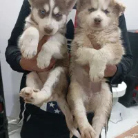 هاسکی گلد بسیار درجه یک|سگ|تهران, سعادتآباد|دیوار