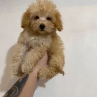 پودل های قیمت مناسب وکیفیت خوب پودل عروسکی|سگ|تهران, محمودیه|دیوار