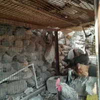 جا گیر ب کار نمیاد|لوازم جانبی حیوانات|جیرفت, |دیوار