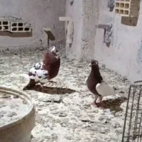 کارل میولمنز کاکل