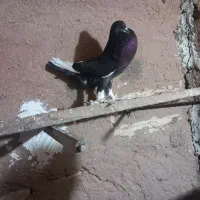 دوجفت کفتر معاوضه با ماده دوکت تهرونی|پرنده|یزد, |دیوار