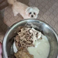 پانسیون سگ vip بینگو|خدمات پیشه و مهارت|رشت, کوی بیانی|دیوار