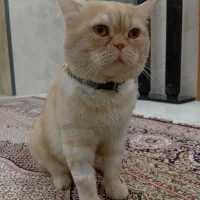 گربه اسکاتیش گلد