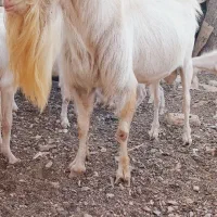 بز سانن اصیل