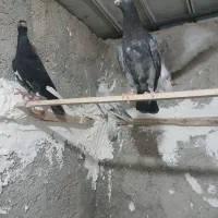 سلام خدمت دوستان ۳تا جوان کبوتر غریب