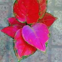 گل طبیعی اگلونماقرمز