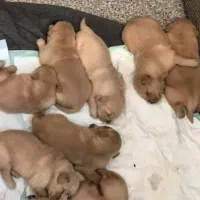 واگزاری پامر
