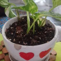 گل طبیعی|گل و گیاه طبیعی|پردیس, فاز ۸|دیوار