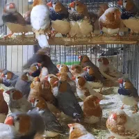 فنچ فائو اورنج تعداد